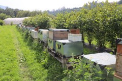 2023_08_abeja_negra_003