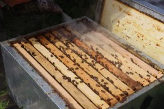 2023_08_abeja_negra_005