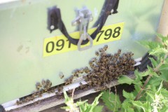 2023_08_abeja_negra_007