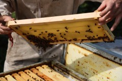 2023_08_abeja_negra_008