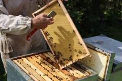 2023_08_abeja_negra_009