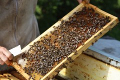 2023_08_abeja_negra_010