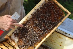 2023_08_abeja_negra_012