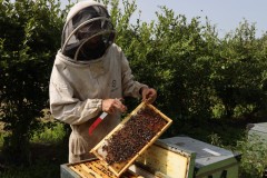 2023_08_abeja_negra_013
