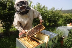 2023_08_abeja_negra_014