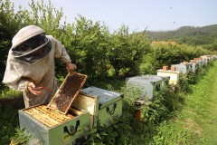 2023_08_abeja_negra_015