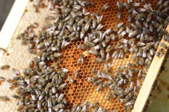 2023_08_abeja_negra_016