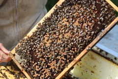2023_08_abeja_negra_017