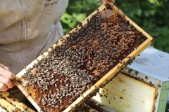 2023_08_abeja_negra_022