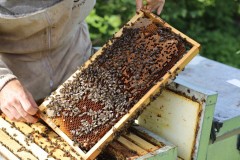 2023_08_abeja_negra_023