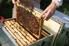2023_08_abeja_negra_025