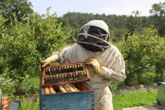2023_08_abeja_negra_029