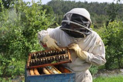 2023_08_abeja_negra_030