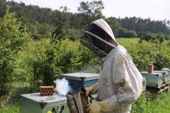2023_08_abeja_negra_033