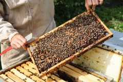 2023_08_abeja_negra_040