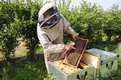 2023_08_abeja_negra_041