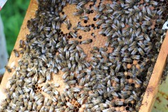 2023_08_abeja_negra_042