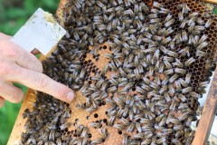 2023_08_abeja_negra_043