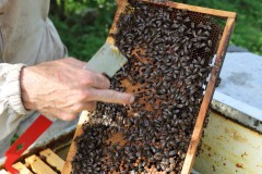 2023_08_abeja_negra_044