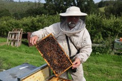 2023_08_abeja_negra_047