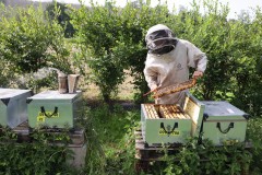2023_08_abeja_negra_053
