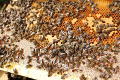 2023_08_abeja_negra_055