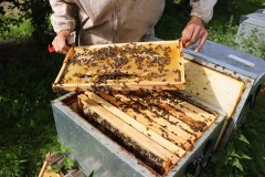 2023_08_abeja_negra_057