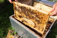 2023_08_abeja_negra_058
