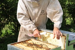 2023_08_abeja_negra_059