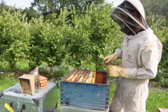 2023_08_abeja_negra_061