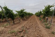 2019_08_castelo_medina_013_mulecarajonero