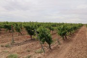 2019_08_castelo_medina_014_mulecarajonero