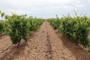 2019_08_castelo_medina_016_mulecarajonero