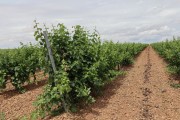 2019_08_castelo_medina_017_mulecarajonero