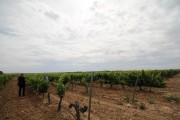 2019_08_castelo_medina_025_mulecarajonero