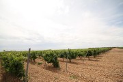 2019_08_castelo_medina_031_mulecarajonero