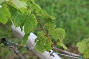 2018_07_miradorio_007