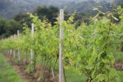 2018_07_miradorio_032