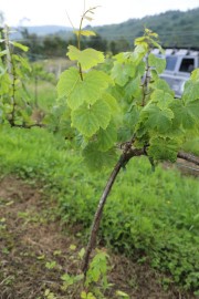 2018_07_miradorio_034