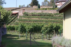 hortanza_slide_002