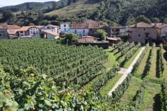 hortanza_slide_022