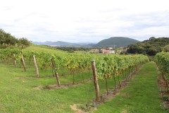 isla_vid_011