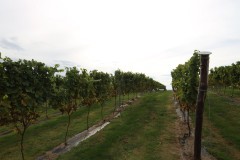 isla_vid_014