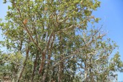 2018_09_camesia_carrusel_015