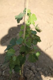 2018_09_camesia_carrusel_039