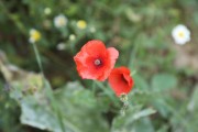 2018_09_camesia_carrusel_048