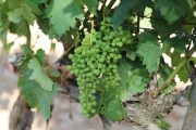 2018_09_camesia_carrusel_060