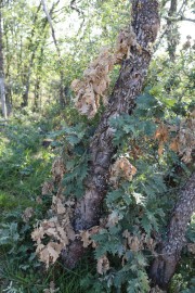 2018_09_camesia_carrusel_070