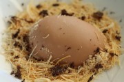 2019_02_soria_lobita_047