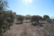 2019_02_soria_perro_007